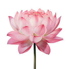 Wall Mural - A stunning pink lotus flower stands out against a transparent background creating a mesmerizing sight