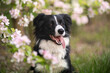 Portret wesołego psa rasy border collie