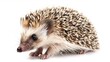 Hedgehog with White Background and Brown Face