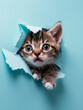 Cute kitten sticking its head out of the hole in paper background