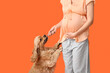 Young pregnant woman with pet toy and cute Cocker Spaniel dog on orange background