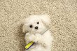 Cute Maltese dog with grooming comb on carpet at home