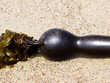 Closeup Shot Of Seaweed Bulb And Leaves On Beach