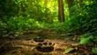 Footprints in a lush forest