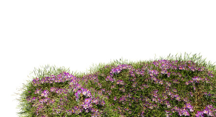 Wall Mural - 3d render various types of flowers grass bushes shrub and small plants on transparent background