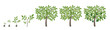 Avocado growth stages. Alligator pear ripening period progression. Life cycle animation plant seedling. Vector illustration.