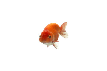 Close-up of beautiful goldfish photographed from the front, isolated on transparent background, png file.