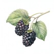 Mulberry, dark mulberry