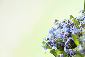 Sticker - Beautiful forget-me-not flowers against blurred green background, closeup. Space for text