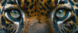 close up of Jaguar eyes