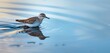 A common sandpiper darting across rippling waves, its reflection mirrored in the glistening water. 