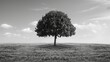 Solitary tree in the field in black and white a representation of solitude or eternity