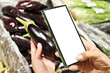 Eggplant vegetable in hand and smartphone isolated white