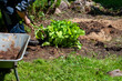 gardener planting new plant
