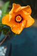Cuban hibiscus flower with intense yellow tones, close-up shot