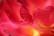 Pink yellow rose flower. Macro flowers background for holiday design