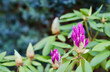 Opening of beautiful Rhododendron pink flower buds in spring garden. Floral background