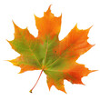 © TheWaterMeloonProjec - An orange and green maple leaf isolated on transparent background is what catches the eye