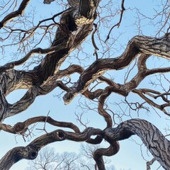 Canvas Print - The tree branches are twisted and bent, reaching out in all directions