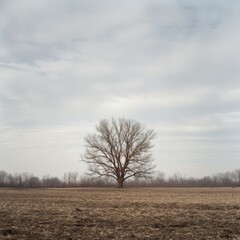 Wall Mural - A lone tree stands in a field of dry grass