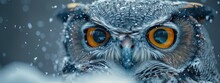 Hawk Owl Staring Intensely, Winter Forest, Silent Hunter. Hyperdetailed. Photorealistic. HD. Super Detailed