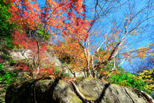 岩の割れ間から生え出る、貴重で目出度い「石割楓」。
The Precious And Remarkable "Ishiwari Maple" Grows Out From Between The Cracks Of Rocks.

日本国神奈川県鎌倉市にて。
2021年12月19日撮影。

北鎌倉の明月院。
花のお寺として著名。
秋の紅葉、春の紫陽花は特に美しい。

In Kamakura Cit