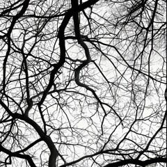 Poster - The image is a close up of tree branches with no leaves