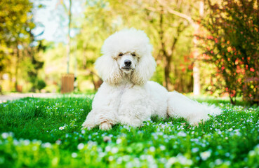 Wall Mural - A dog of the royal poodle breed lies on the green grass in the park. The dog looks seriously ahead. The dog is two years old. Training. A groomer's dream. The photo is horizontal and blurry.