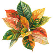 A leafy croton showcasing a distinctive summer themed pattern set against a transparent background