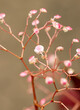 small pink flowers on a light background.