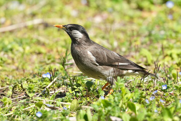 Wall Mural - starling in a field