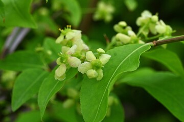 Poster - Winged spindle flowers. Small pale yellow-green four-petaled flowers bloom in early summer. One of the world's three major autumn-foliage trees.