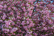 Prunus Serrulata Kanzan. Japan cherry tree. Tree completely covered in pink flowers.