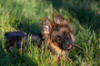 German shepherd puppy, female, lying on the grass and looking straight ahead with a stick in her mouth.