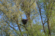 Booted Eagle nest in a willow tree. Hieraaetus pennatus.