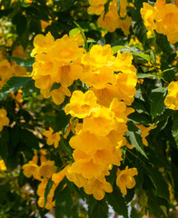 Wall Mural - Beautiful yellow flowers on a tree in the tropics