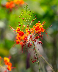 Sticker - Red flowers on a tree. Nature in the tropics