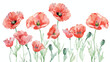 Watercolor painting red poppy flowers. Creative floral