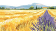 Yellow wheat field and lavender field in Valensole 