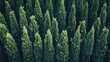 Row of green cedar trees