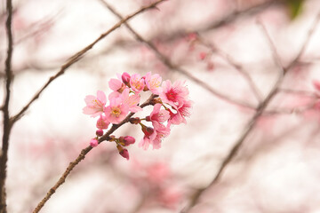 Wall Mural - Phaya suae flower or sakura flower in Thailand