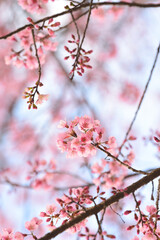 Wall Mural - Phaya suae flower or sakura flower in Thailand