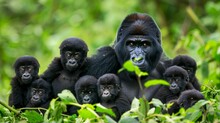   A Cluster Of Gorillas Resides In The Heart Of A Verdant Expanse, Surrounded By Trees And Bushy Vegetation