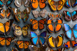 Bug collection of many different butterflies
