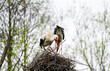 Portrait of a stork building its nest.

