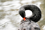 Fototapeta Zachód słońca - Portrait of a black swan on the water. Water bird in natural environment. Cygnus atratus.
