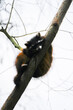 Raccoon in the tree. Animal in natural environment. Procyon lotor.
