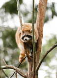 Fototapeta Zachód słońca - Raccoon in the tree. Animal in natural environment. Procyon lotor.
