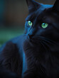 portrait of a black  cat with green eyes
