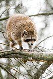 Fototapeta Zachód słońca - Raccoon in the tree. Animal in natural environment. Procyon lotor.

